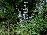 Vitex agnus-castus