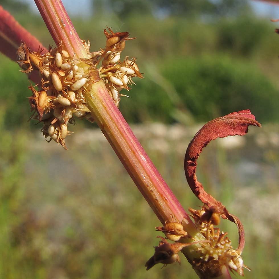 Изображение особи Rumex halacsyi.