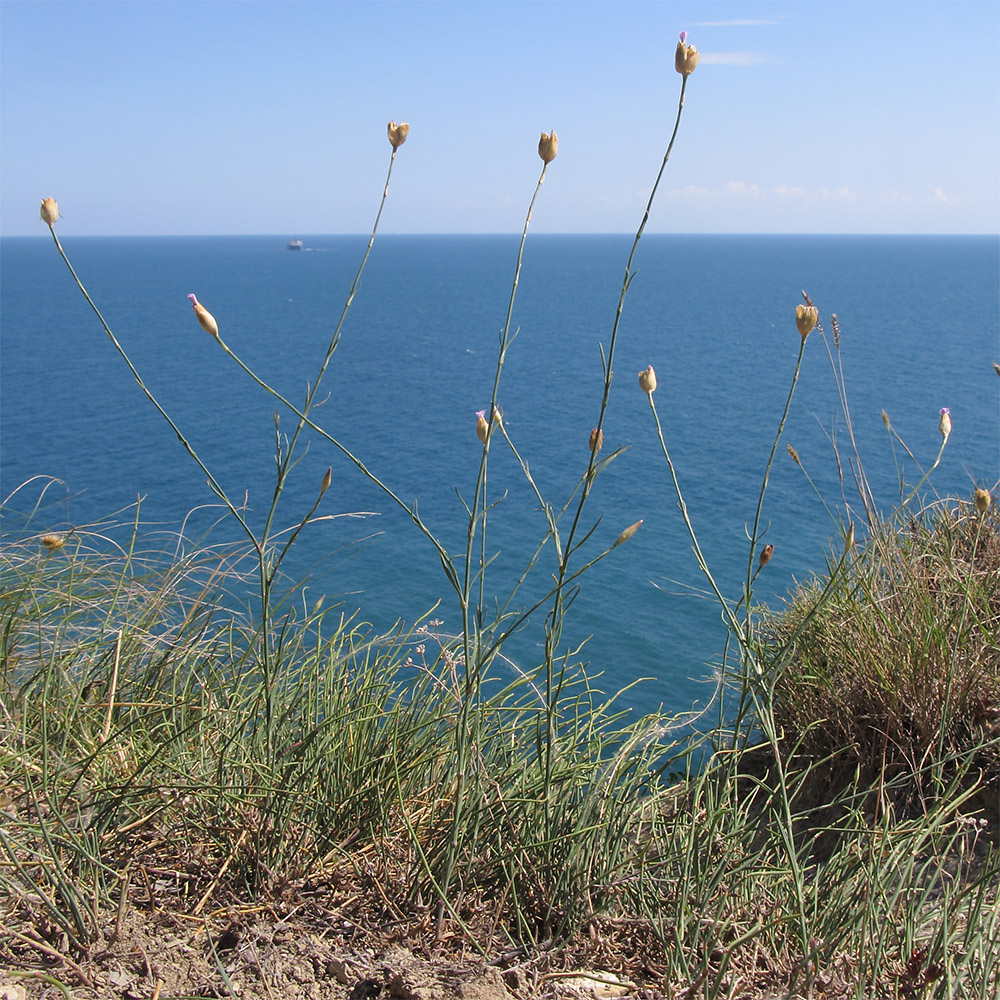 Изображение особи Petrorhagia prolifera.