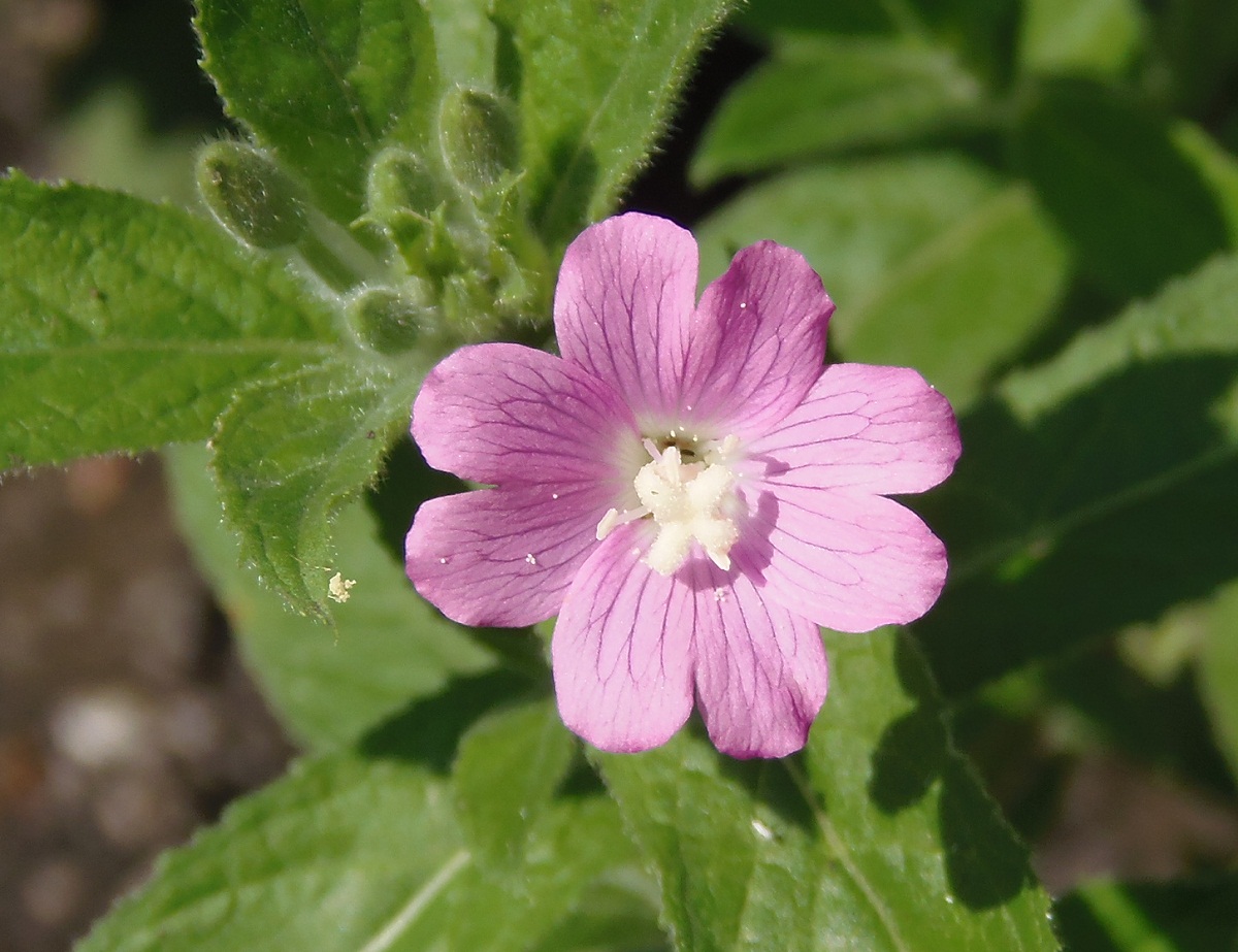 Image of Epilobium villosum specimen.