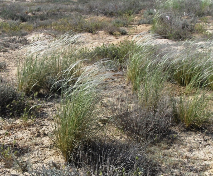 Image of genus Stipa specimen.
