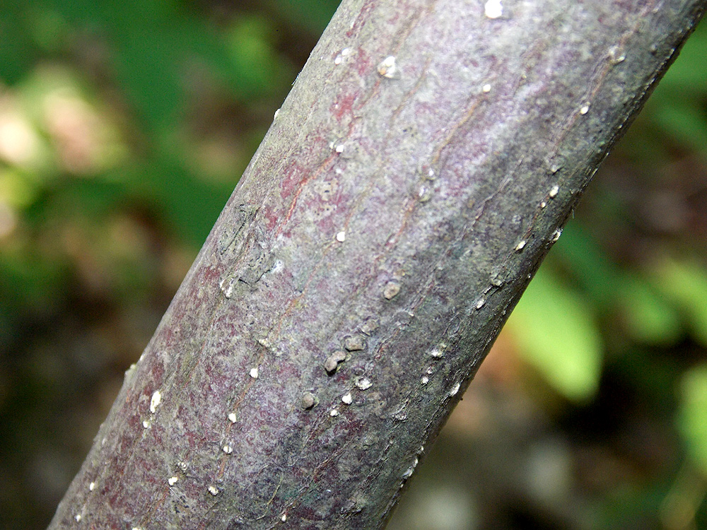 Изображение особи Euonymus latifolius.