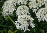 Heracleum dissectum