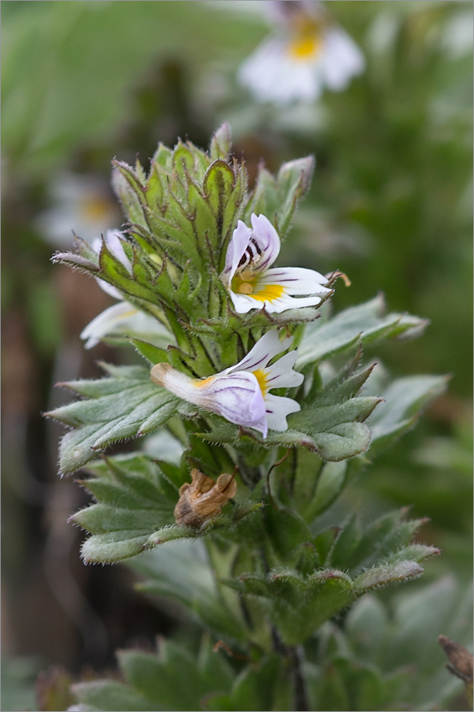 Изображение особи Euphrasia frigida.