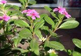 Catharanthus roseus