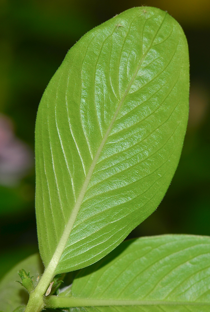 Image of Catharanthus roseus specimen.