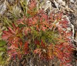 genus Pulsatilla. Листья в осенней раскраске. Амурская обл., в 38 км севернее г. Благовещенск, холм, поросший дубами. 22.09.2014.