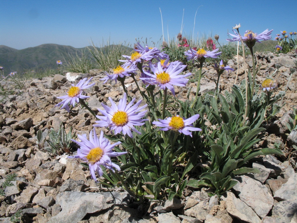 Image of Aster vvedenskyi specimen.