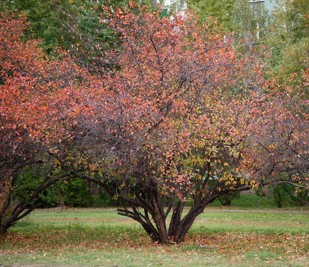 Image of genus Crataegus specimen.