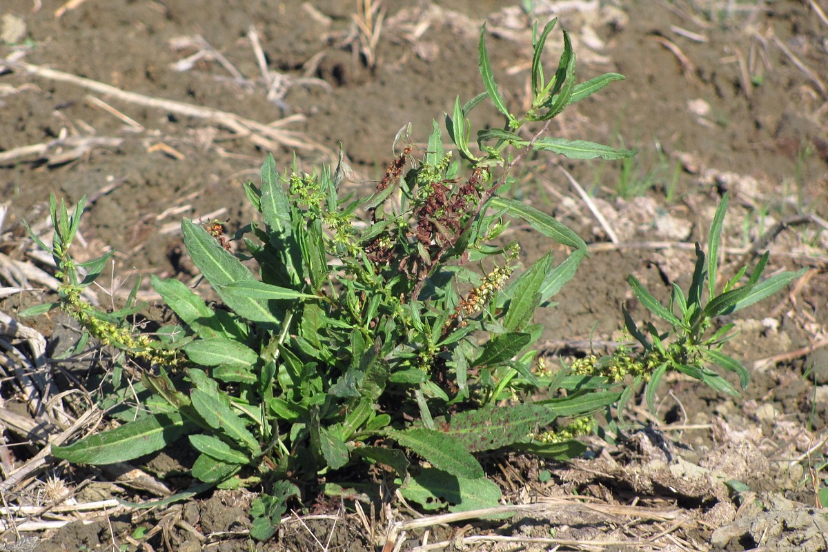 Изображение особи род Rumex.