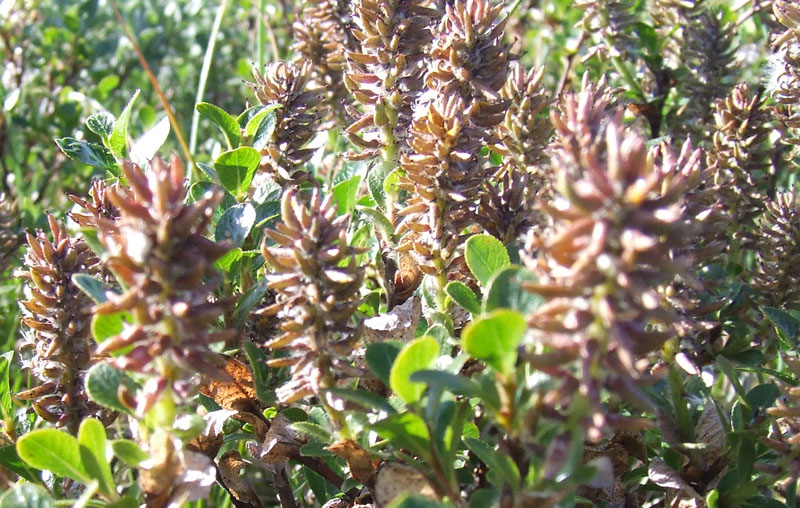 Image of Salix myrsinites specimen.