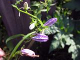 Campanula rapunculoides. Верхняя часть соцветия. Иркутская область, г. Усть-Кут, в городской черте. 08.08.2009.