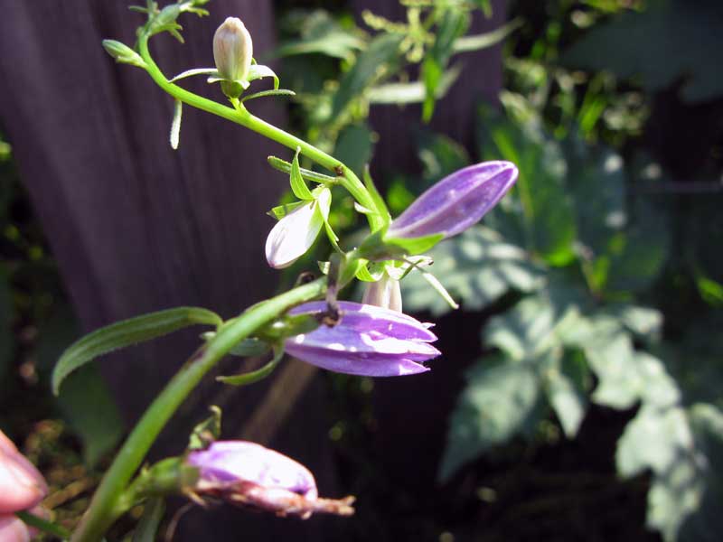 Изображение особи Campanula rapunculoides.