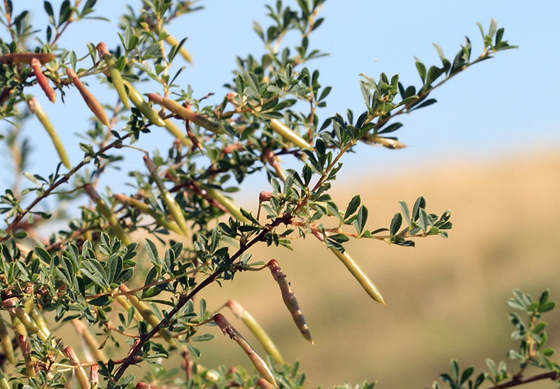 Image of Caragana frutex specimen.