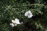 Rosa fedtschenkoana