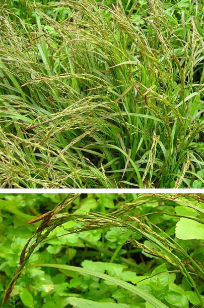 Image of Carex bostrychostigma specimen.