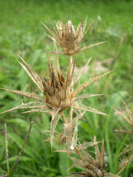 Image of Carthamus lanatus specimen.