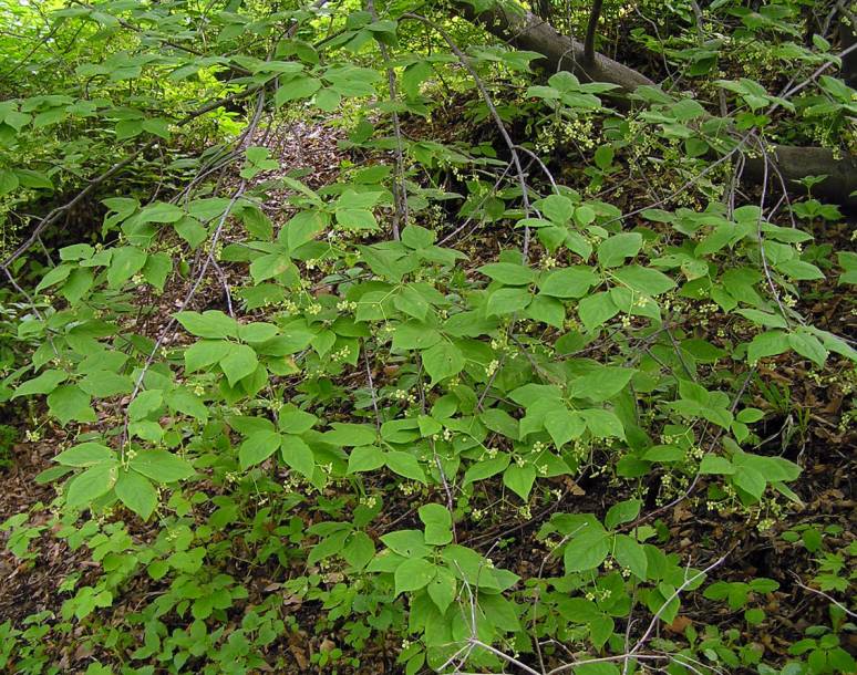 Изображение особи Euonymus maximowiczianus.