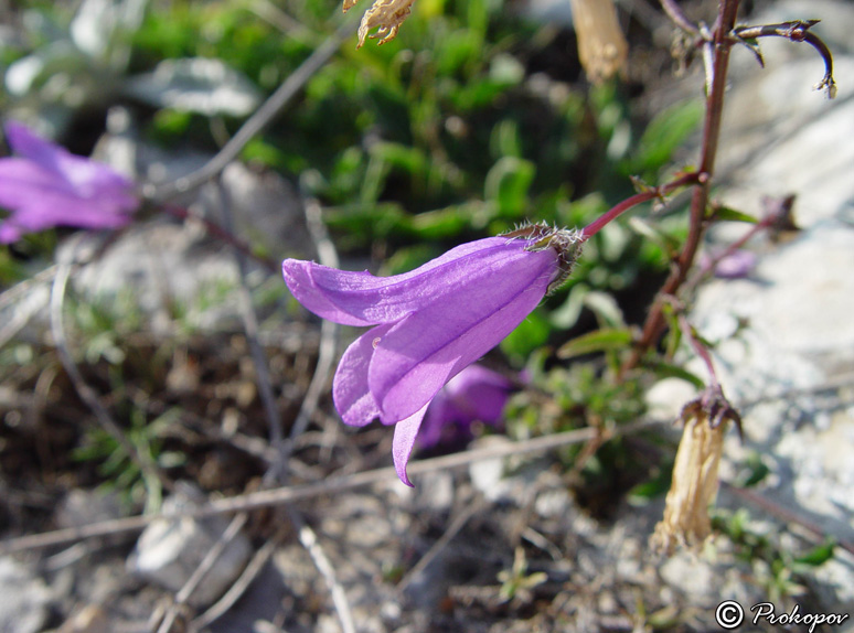 Image of Campanula taurica specimen.