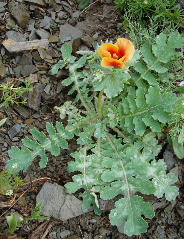 Image of Glaucium elegans specimen.