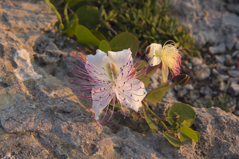 Изображение особи Capparis sicula.