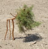 genus Tamarix