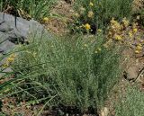 Helichrysum italicum