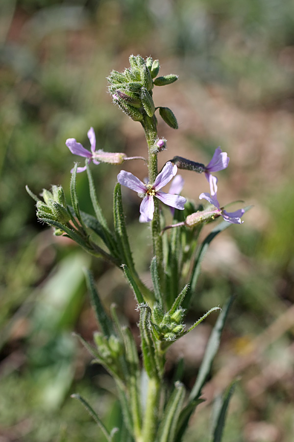Image of Parrya khorasanica specimen.