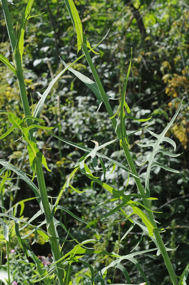 Изображение особи Sonchus palustris.