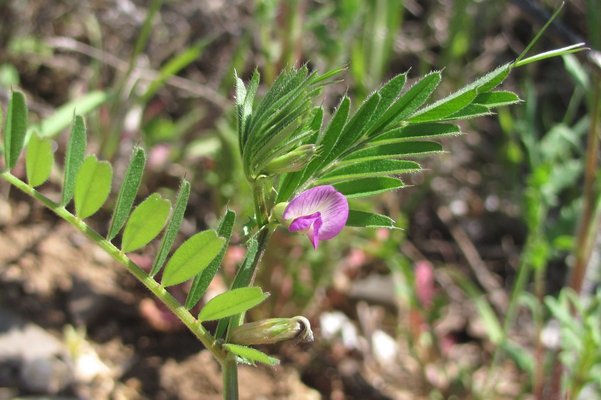 Изображение особи Vicia angustifolia.