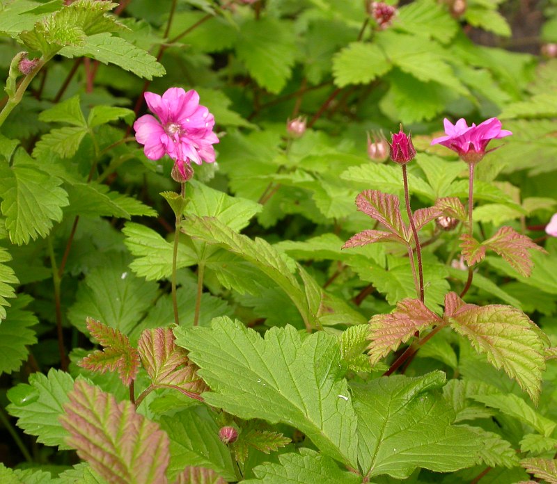 Изображение особи Rubus arcticus.