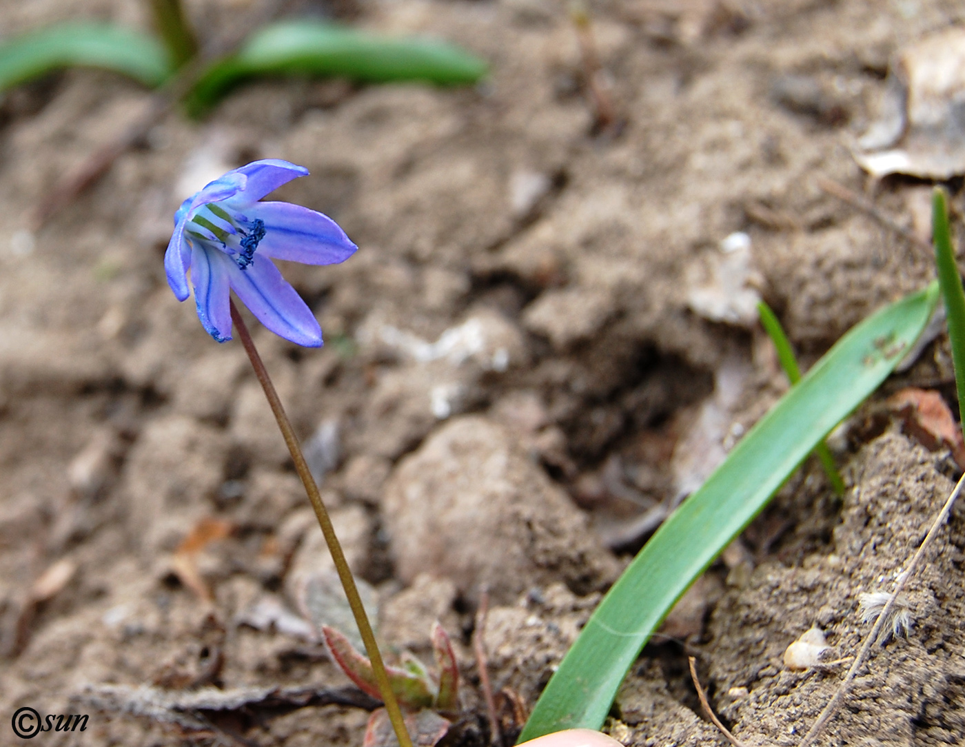 Изображение особи Scilla siberica.