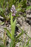 Orchis militaris