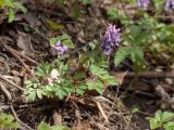 Corydalis solida. Цветущее растение с завязавшимися плодами. Санкт-Петербург, Дудергофские высоты, широколиственный лес на склоне южной экспозиции. 28.04.2015.