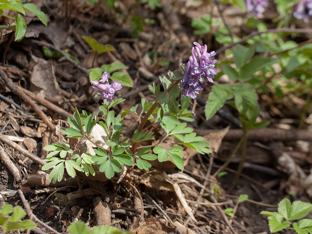 Image of Corydalis solida specimen.