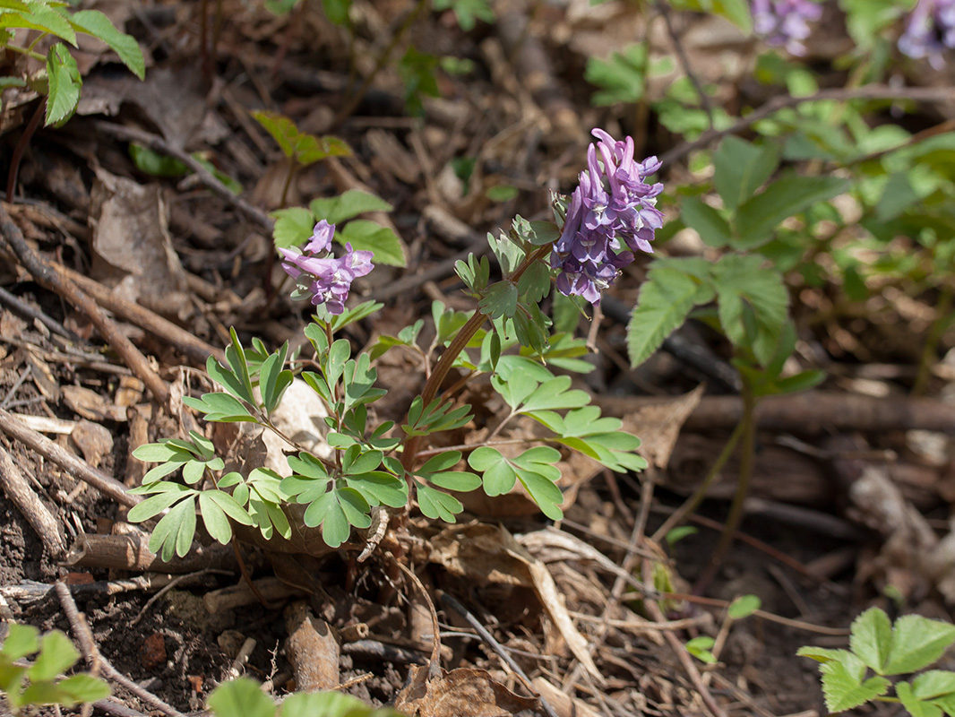 Изображение особи Corydalis solida.