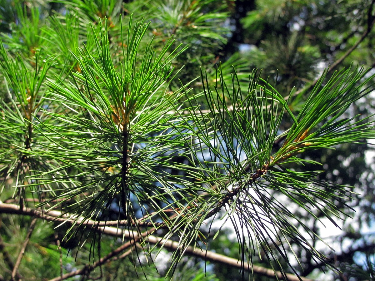 Изображение особи Pinus parviflora.