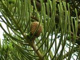 Araucaria heterophylla. Часть ветви с шишкой. Испания, Андалусия, провинция Малага, г. Бенальмадена. Август 2015 г.