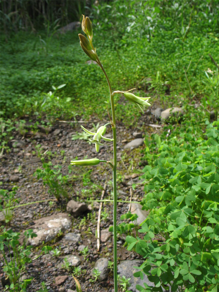 Image of Dipcadi serotinum specimen.