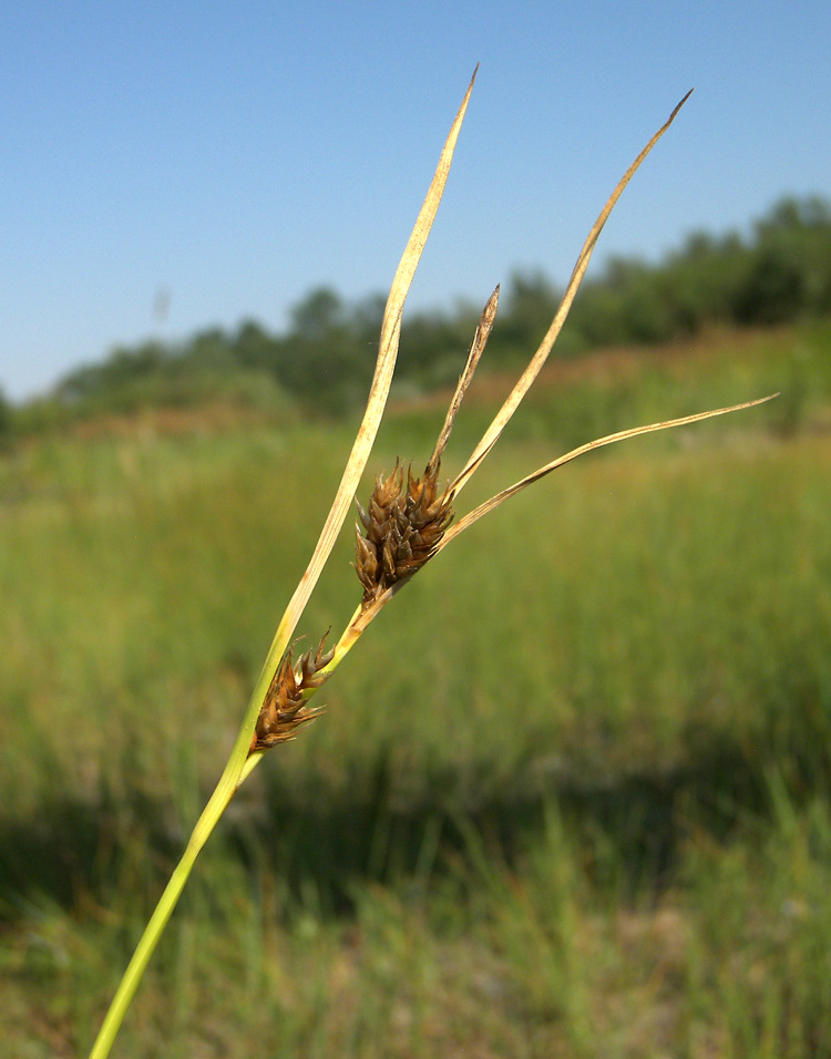 Image of Carex hordeistichos specimen.