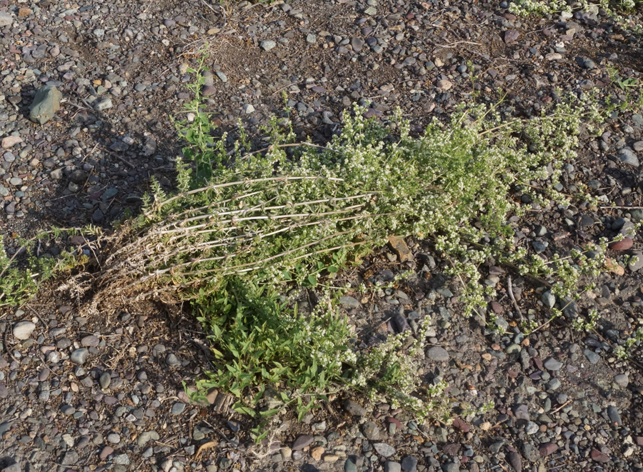 Изображение особи Galium humifusum.