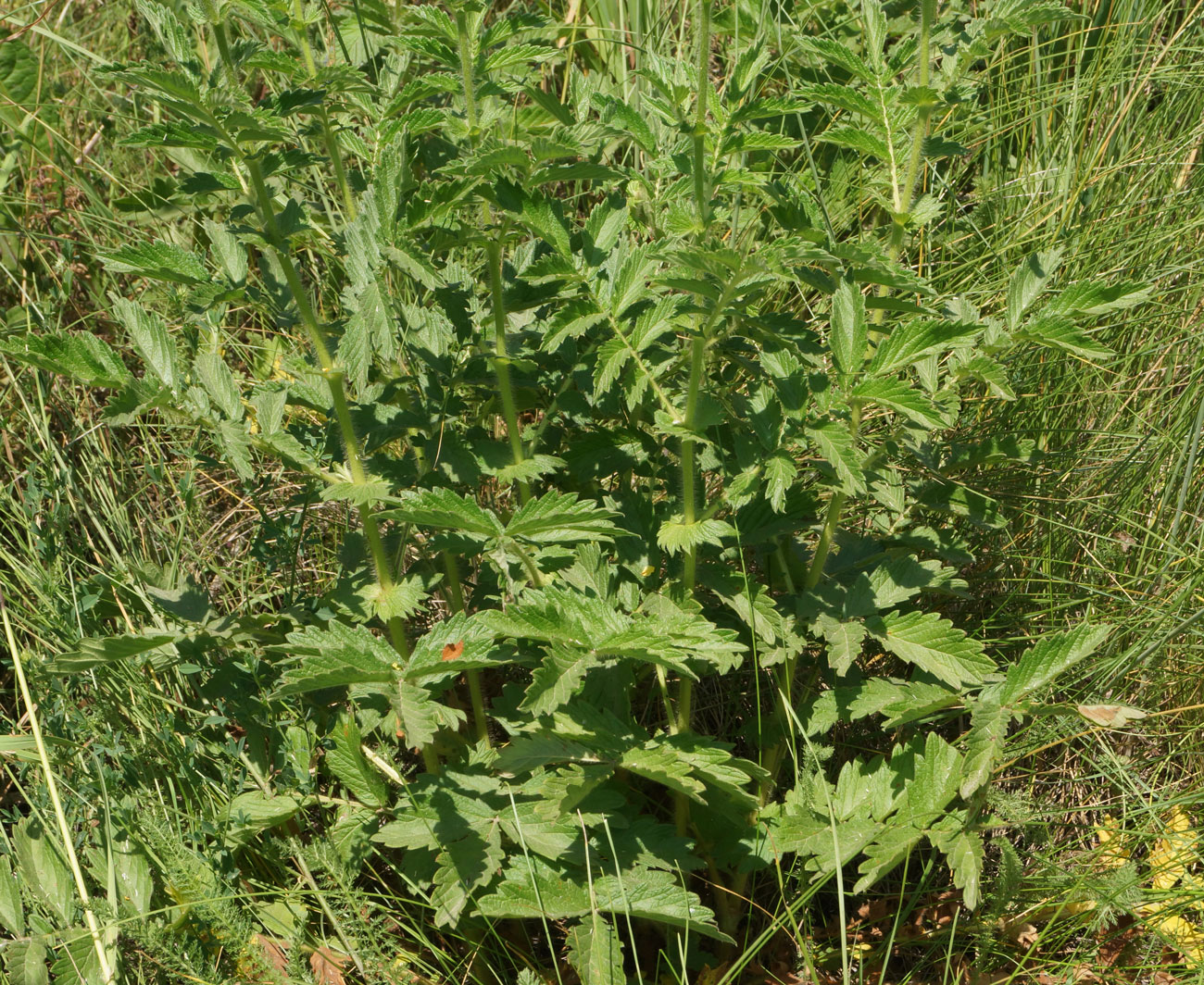 Image of Agrimonia asiatica specimen.