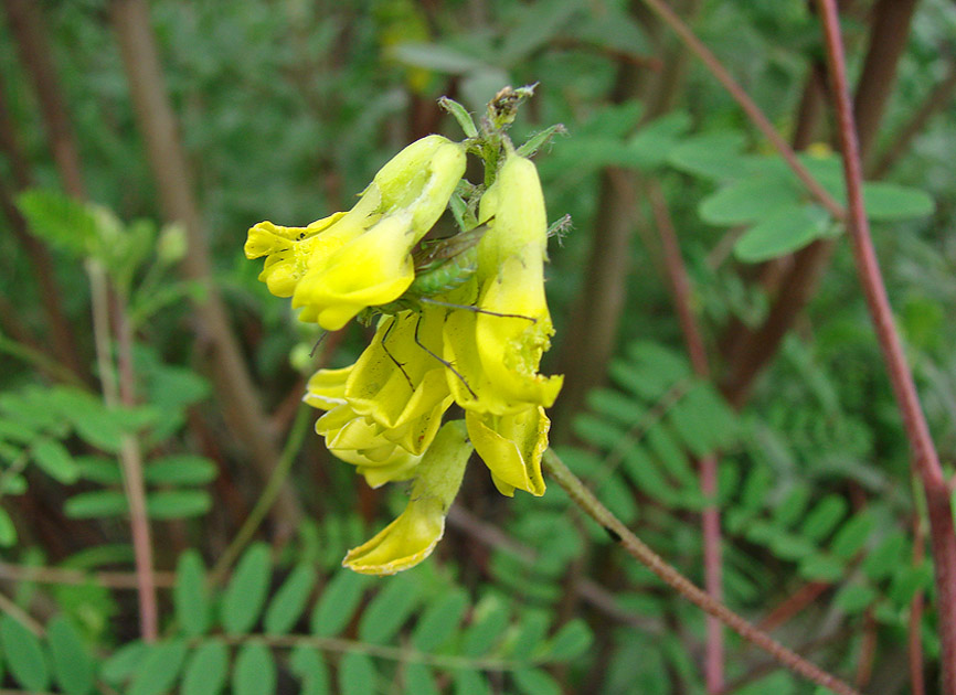 Image of Astragalus membranaceus specimen.