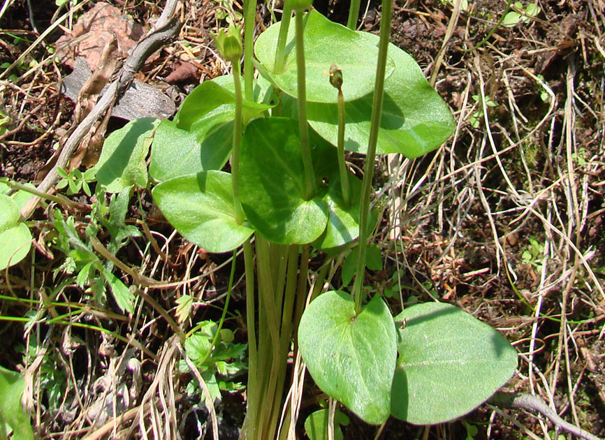 Изображение особи Parnassia palustris.