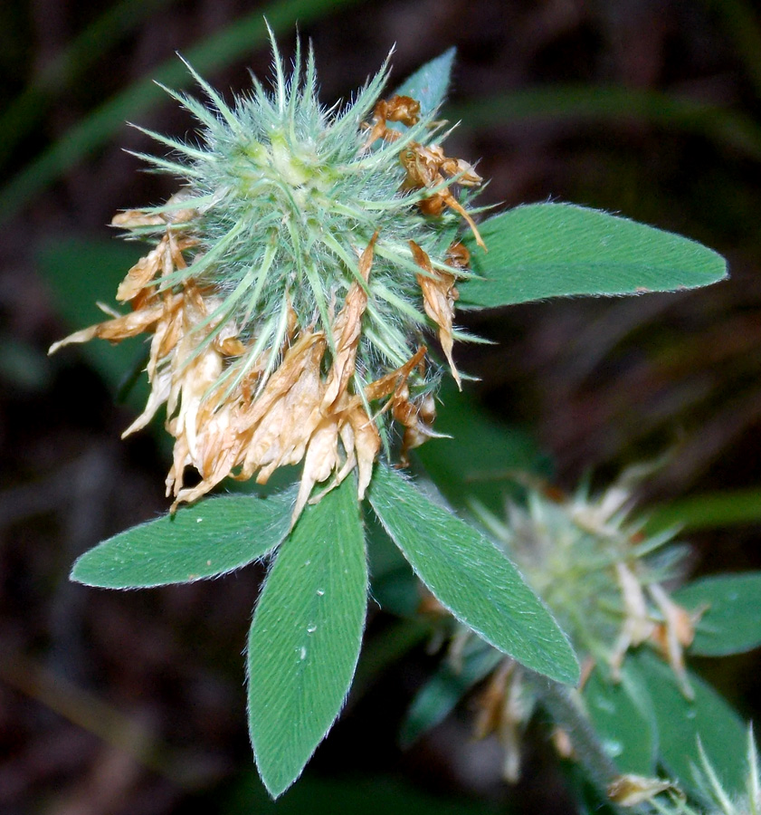 Image of Trifolium caucasicum specimen.