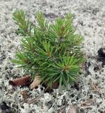 Pinus friesiana. Растение, укоренившееся в расселине на взлобке, поросшем лишайниками. Мурманск, р-н Росляково, берег губы Грязная Кольского залива. 27.06.2015.