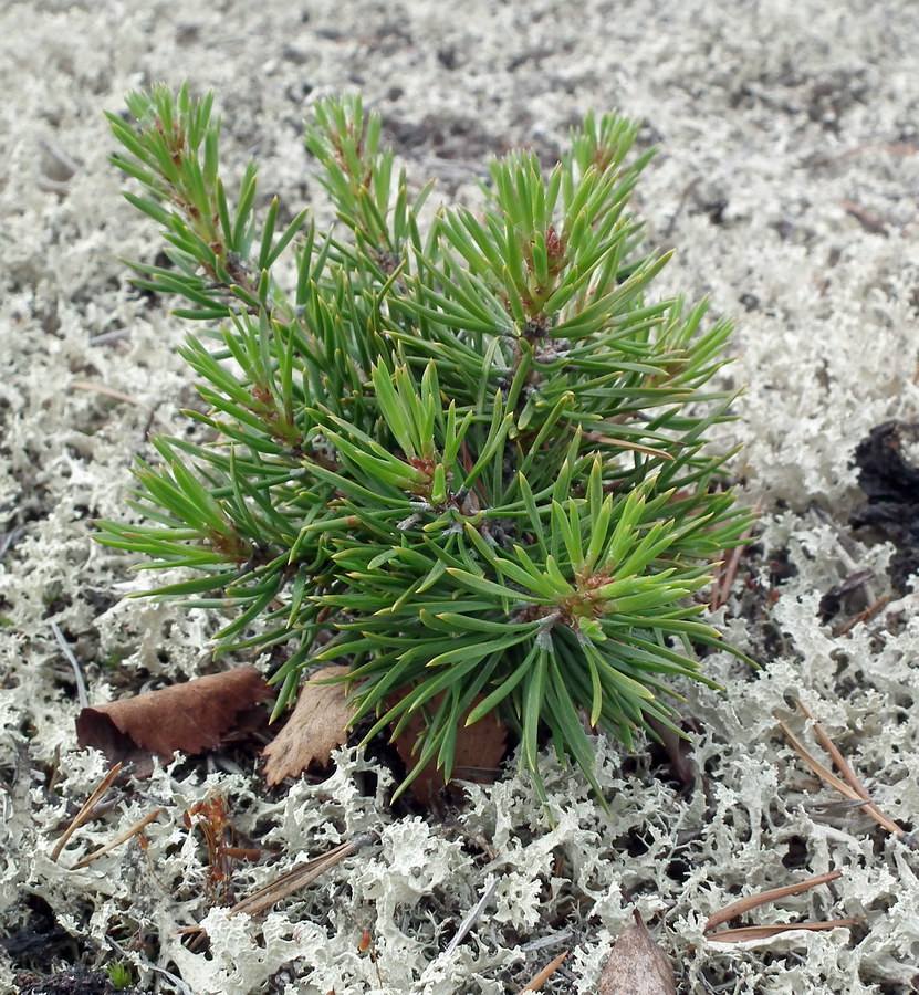 Изображение особи Pinus friesiana.