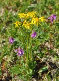 Tephroseris integrifolia. Цветущее растение (рядом растет Hedysarum). Тува, Тоджинский р-н, долина р. Аржаан-Хем (выс. около 1700 м н.у.м.), субальпийский луг. 08.07.2015.