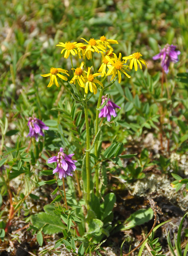 Изображение особи Tephroseris integrifolia.