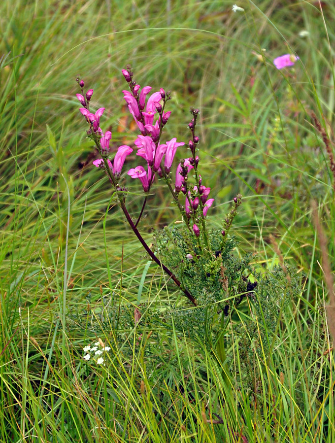 Image of Pedicularis grandiflora specimen.